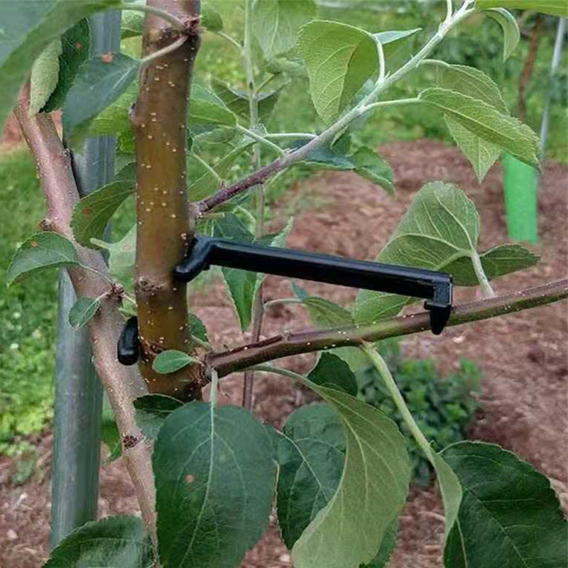 10-30 шт., зажимы для фруктовы – обзор и цена Bonsai Garden Tools