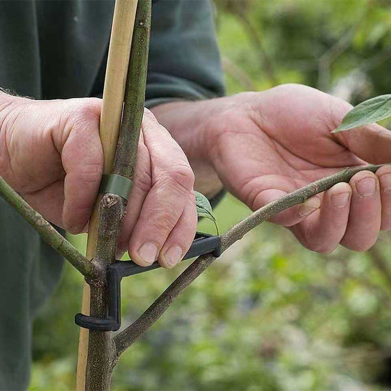 10-30 шт., зажимы для фруктовы – обзор и цена Bonsai Garden Tools